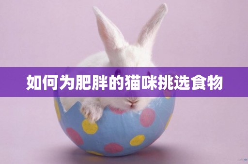 如何為肥胖的貓咪挑選食物
