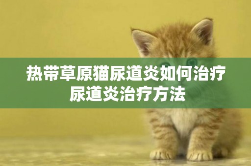 熱帶草原貓尿道炎如何治療 尿道炎治療方法
