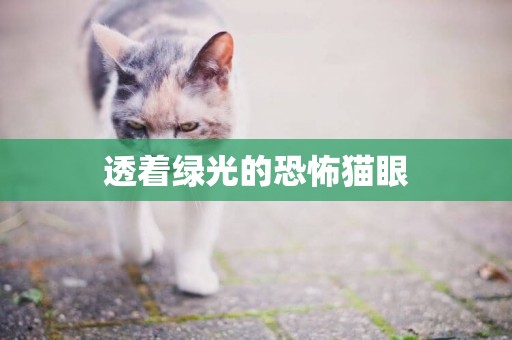 透著綠光的恐怖貓眼