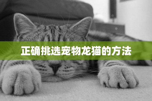正確挑選寵物龍貓的方法