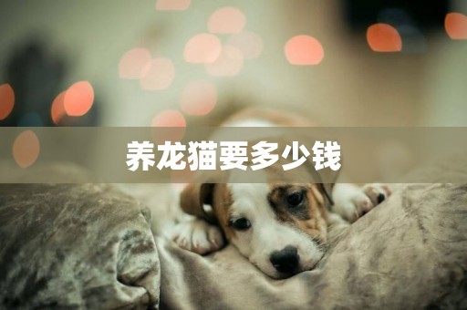 養龍貓要多少錢