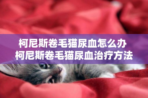 柯尼斯卷毛貓尿血怎么辦 柯尼斯卷毛貓尿血治療方法