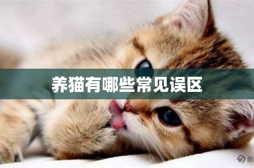 養貓有哪些常見誤區