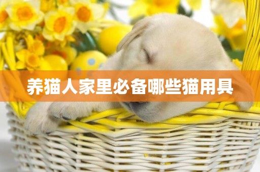 養貓人家里必備哪些貓用具