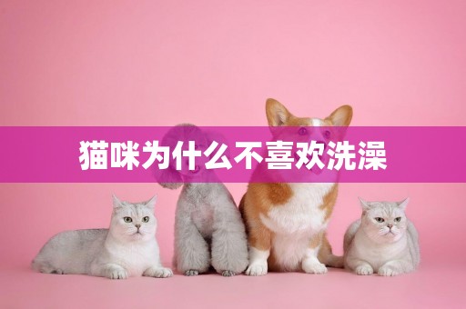 貓咪為什么不喜歡洗澡