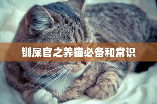 釧屎官之養貓必備和常識