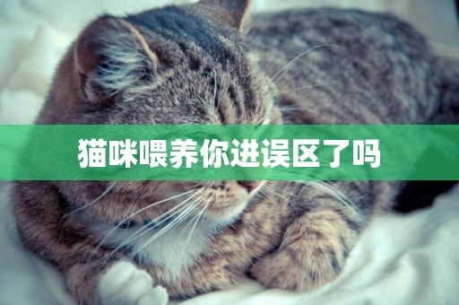 貓咪喂養你進誤區了嗎