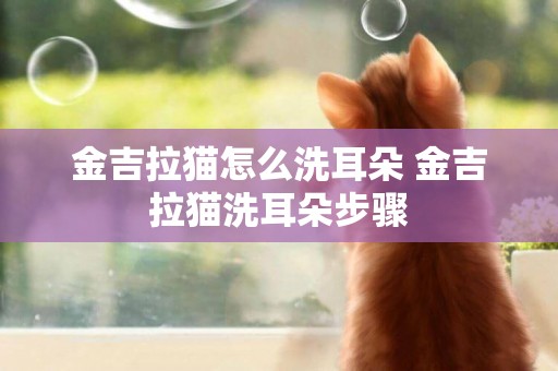 金吉拉貓怎么洗耳朵 金吉拉貓洗耳朵步驟