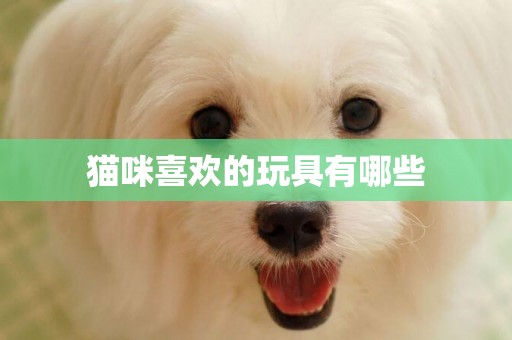 貓咪喜歡的玩具有哪些
