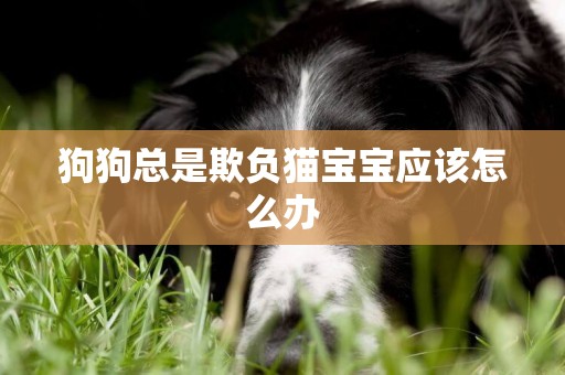 狗狗總是欺負貓寶寶應該怎么辦