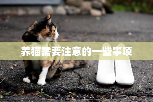 養貓需要注意的一些事項