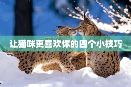 讓貓咪更喜歡你的四個小技巧