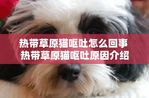 熱帶草原貓嘔吐怎么回事 熱帶草原貓嘔吐原因介紹