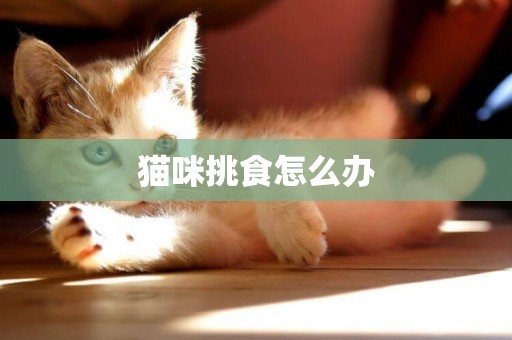 貓咪挑食怎么辦