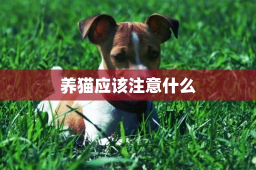 養貓應該注意什么
