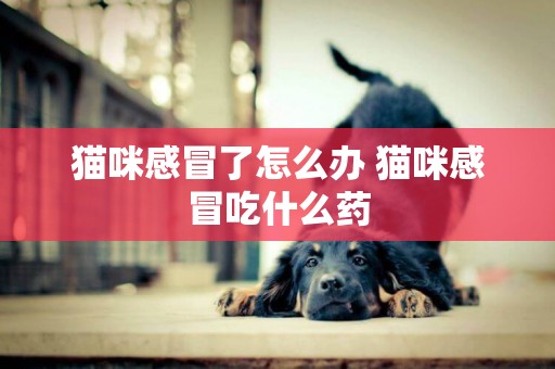 貓咪感冒了怎么辦 貓咪感冒吃什么藥