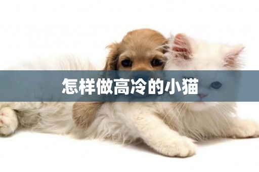 怎樣做高冷的小貓