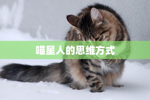 喵星人的思維方式