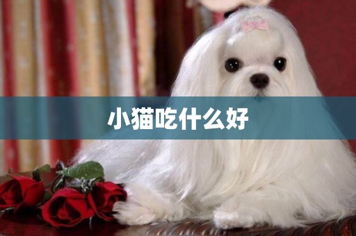 小貓吃什么好
