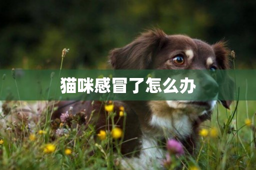 貓咪感冒了怎么辦