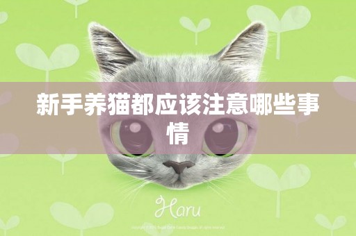 新手養貓都應該注意哪些事情