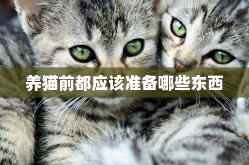 養貓前都應該準備哪些東西