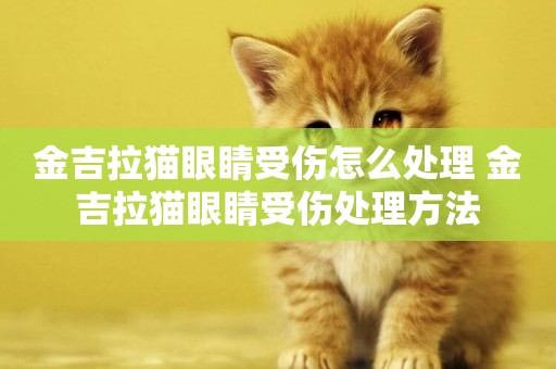 金吉拉貓眼睛受傷怎么處理 金吉拉貓眼睛受傷處理方法