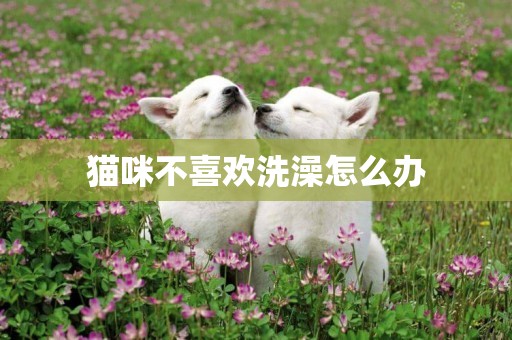 貓咪不喜歡洗澡怎么辦
