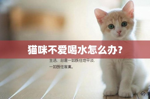 貓咪不愛喝水怎么辦？