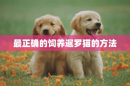 最正確的飼養暹羅貓的方法