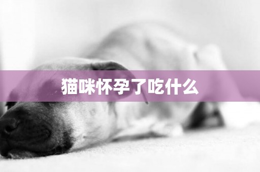 貓咪懷孕了吃什么