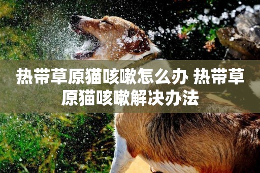 熱帶草原貓咳嗽怎么辦 熱帶草原貓咳嗽解決辦法