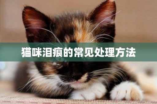 貓咪淚痕的常見處理方法