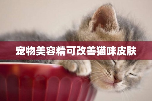 寵物美容精可改善貓咪皮膚