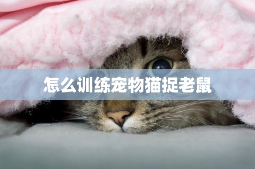 怎么訓練寵物貓捉老鼠