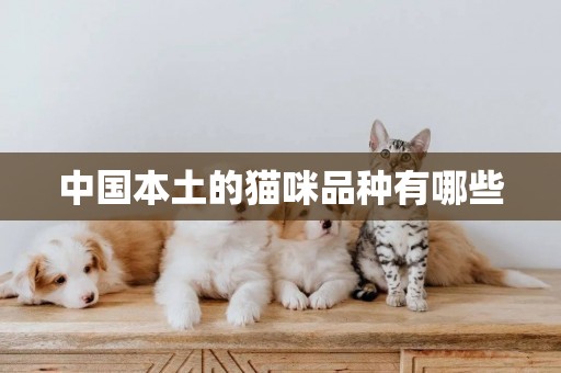 中國本土的貓咪品種有哪些