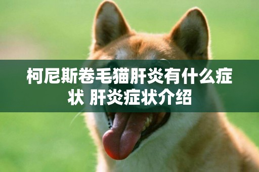 柯尼斯卷毛貓肝炎有什么癥狀 肝炎癥狀介紹