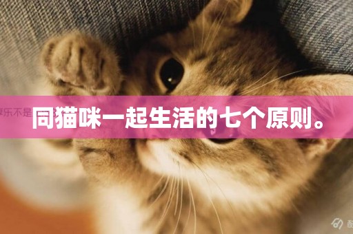 同貓咪一起生活的七個原則。