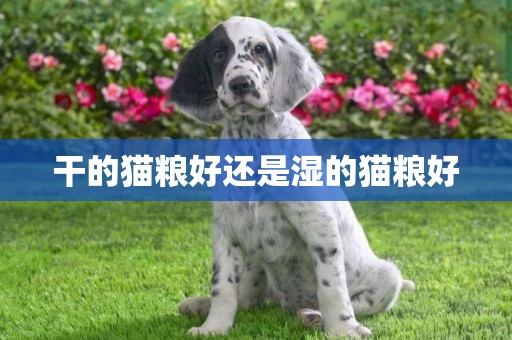 干的貓糧好還是濕的貓糧好