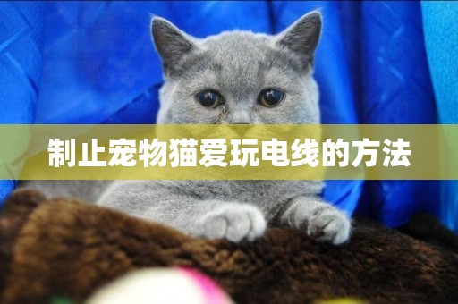 制止寵物貓愛玩電線的方法