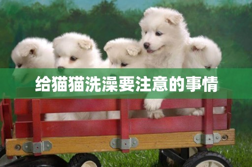 給貓貓洗澡要注意的事情