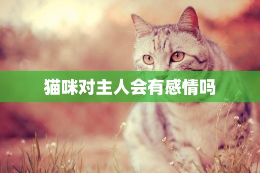 貓咪對主人會有感情嗎