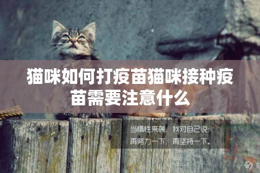 貓咪如何打疫苗貓咪接種疫苗需要注意什么
