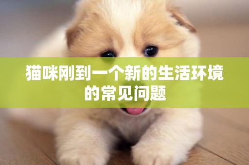 貓咪剛到一個新的生活環境的常見問題