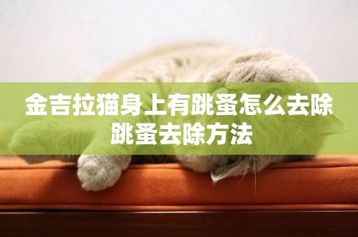 金吉拉貓身上有跳蚤怎么去除 跳蚤去除方法