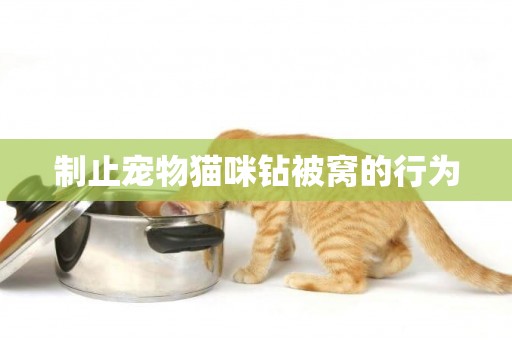 制止寵物貓咪鉆被窩的行為