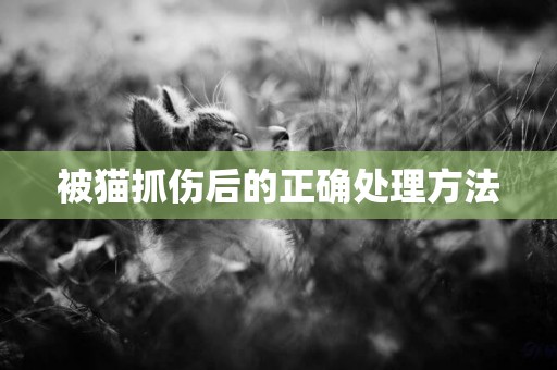 被貓抓傷后的正確處理方法