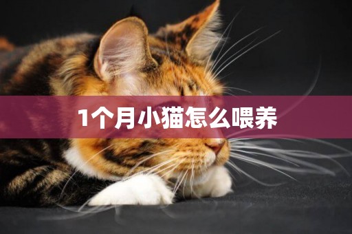 1個月小貓怎么喂養