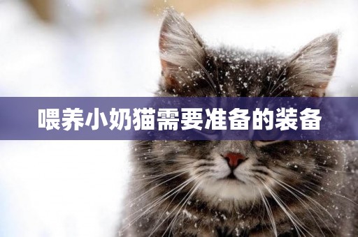 喂養小奶貓需要準備的裝備