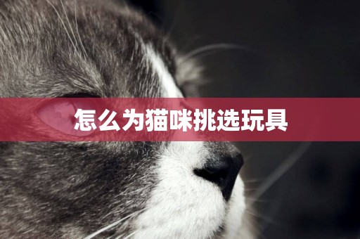 怎么為貓咪挑選玩具